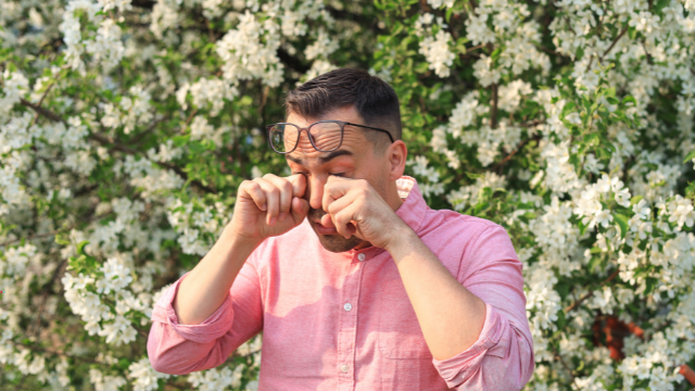 Mężczyzna w różowej koszuli stoi przed krzewem kwitnącej białej forsycji, zaciska oczy i marszczy brwi, w geście charakterystycznym dla alergii, ocierając i pocierając nos dłońmi.