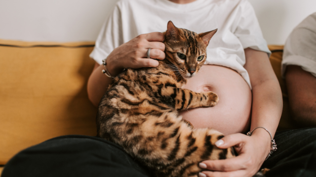 Koty a ciąża: Jak uniknąć toksoplazmozy i cieszyć się towarzystwem pupila?