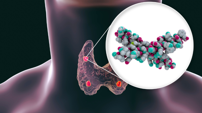 Model 3D przytarczyc i cząsteczki parathormonu – ilustracja działania hormonów przy nadczynności przytarczyc